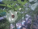 携帯画像2010.08.24 009.jpg