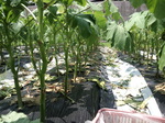 携帯画像2011.07.29 002.jpg