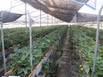携帯画像2011.08.18 002.jpg