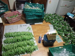 携帯画像2011.07.29 005.jpg