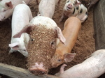 携帯画像2011.08.30 014.jpg