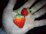 携帯画像2011.11.10 003.jpg