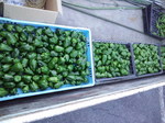 携帯画像2011.07.10 003.jpg